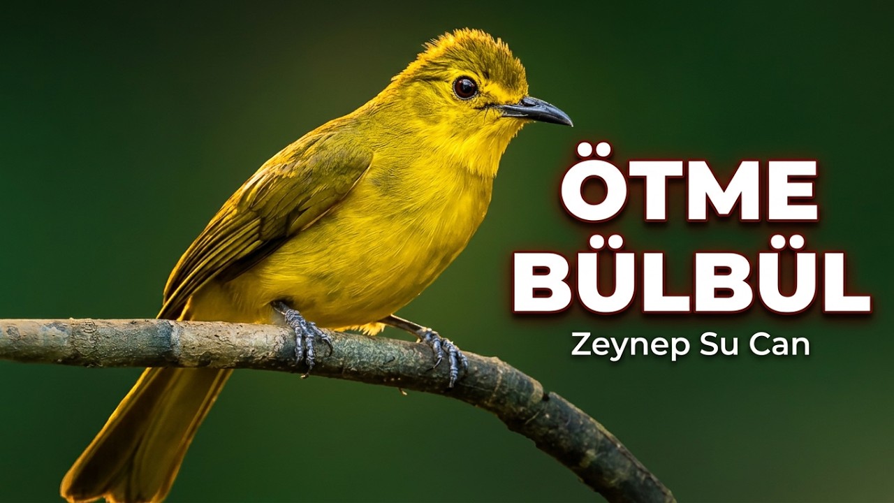 Ötme Bülbül | Tasavvufî Ruhani Atmosfer – Zeynep Su Can