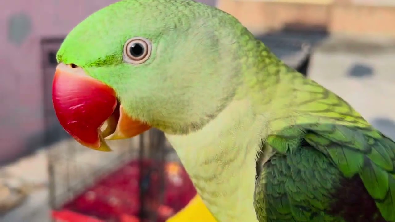 Alexandrine Parrot playing #greenparrot #talkingparrot #ringneckparrots #youtubeshorts #youtube