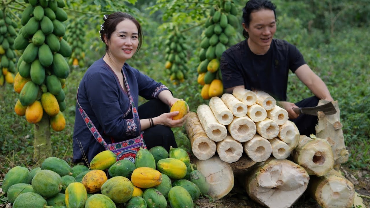 Harvest the stems and fruits of the papaya tree to prepare dishes according to traditional recipes.