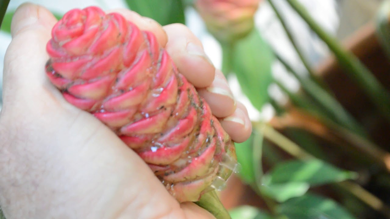 Ginger Pinecone