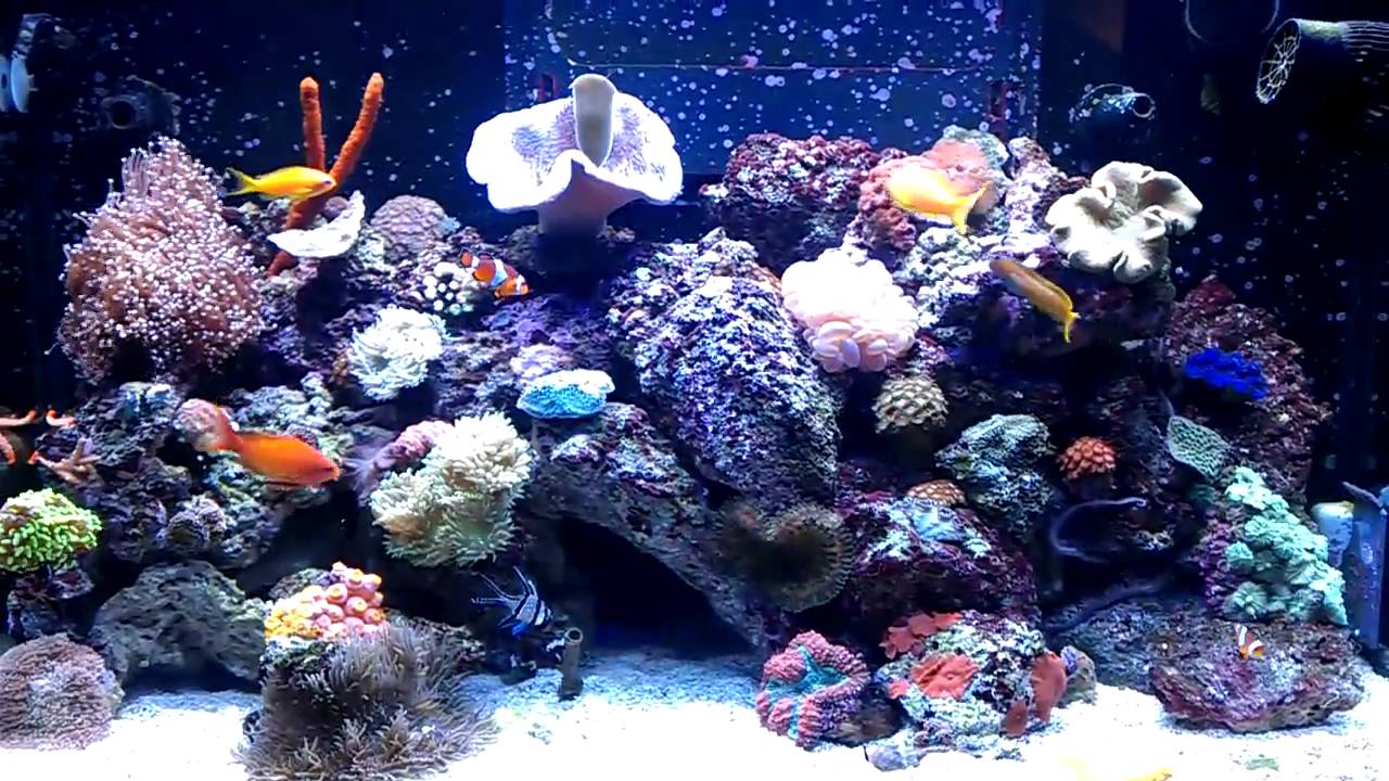 My red sea max after 4 months