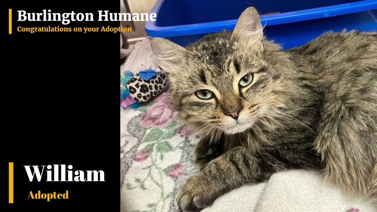 Congratulations on your Adoptions (January 4 - 10, 2026)