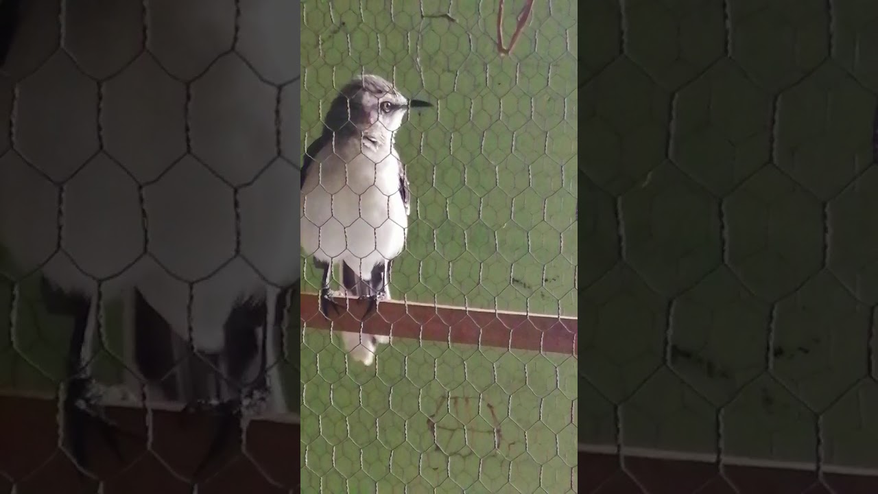 Sinsonte el maestro 01