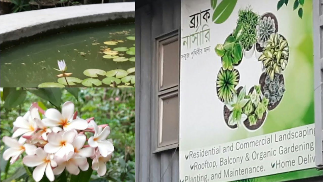 Beauty  of  Nature Brac Nursery ||  Gulshan  BRAC  Nursery|| Dhaka Bangladesh.