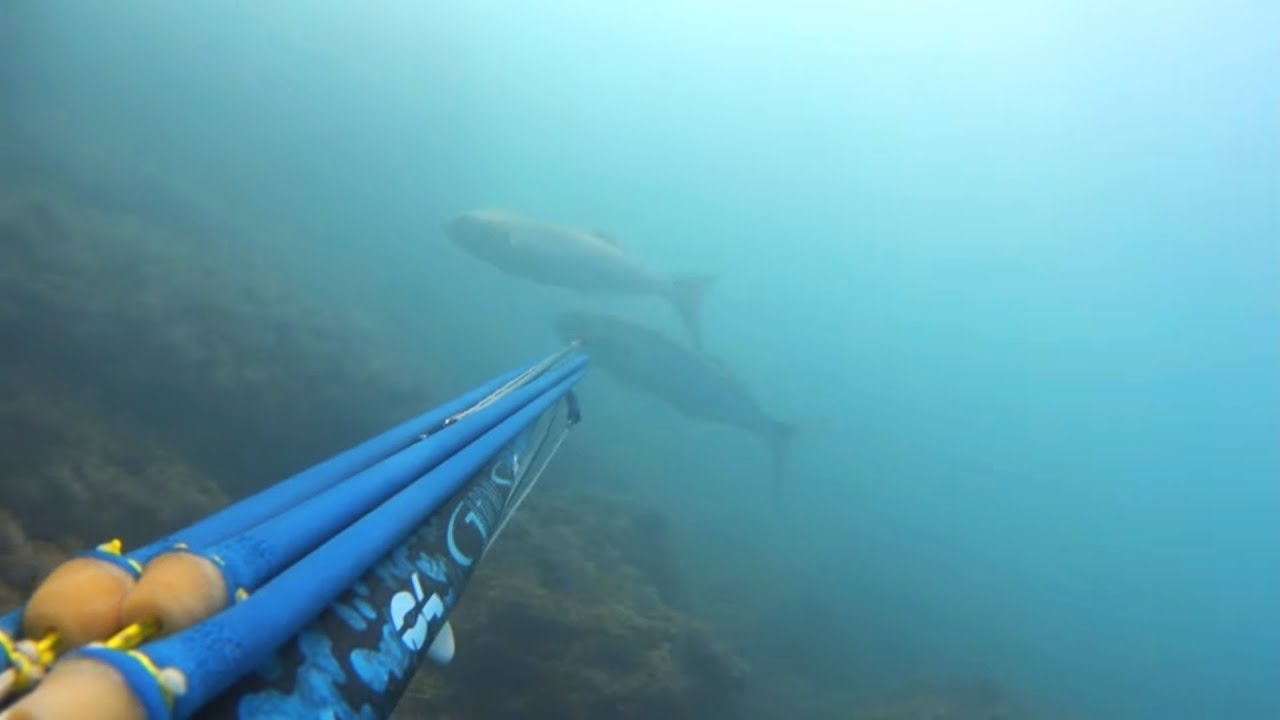 Pescasub: COLPI BASSI E ALTRE STORIE