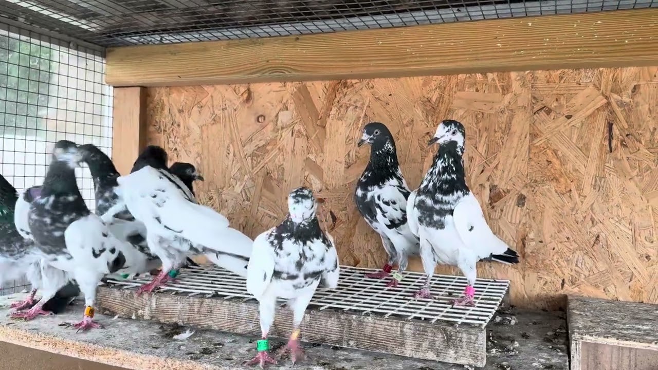 Teddy Kabootar by Nasir Ali in Germany