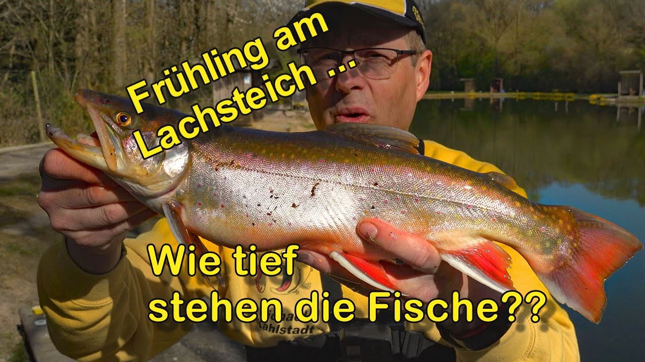 Frühling am Lachsteich - Wie tief stehen die Fische??