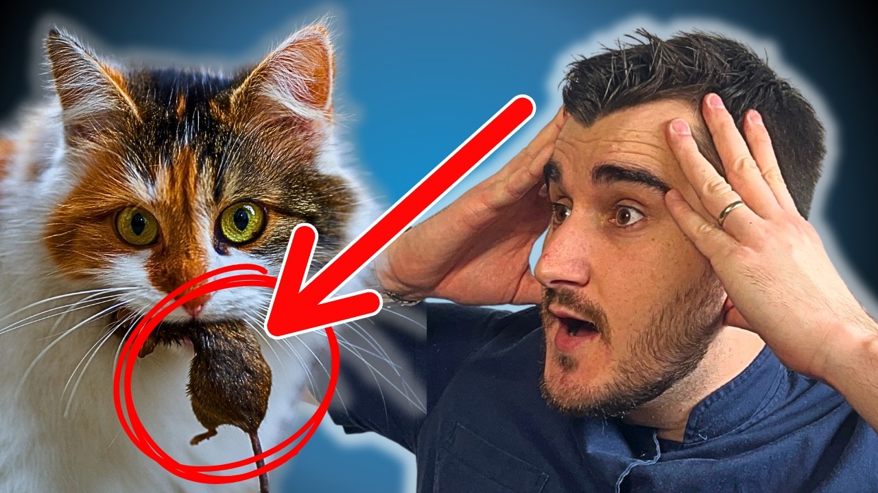 Donosi ti MIŠA? Znak LJUBAVI ili…