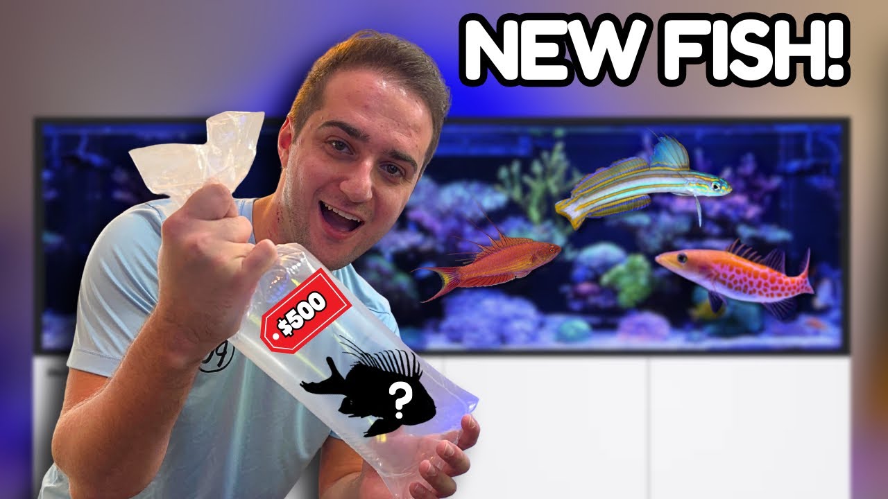 MY SUBSCRIBERS MADE ME GET THIS EXOTIC FISH!!!