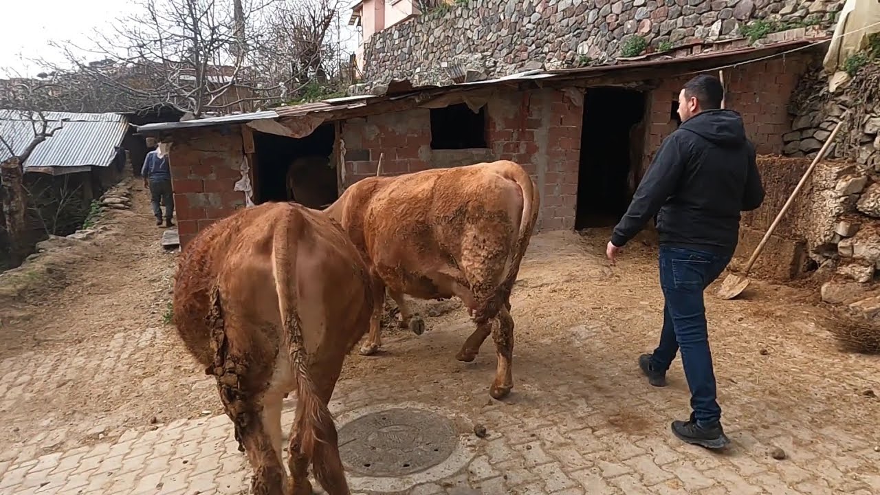 Simental ve Montofon Melezi ineklerle S&uuml;t İnekciliği