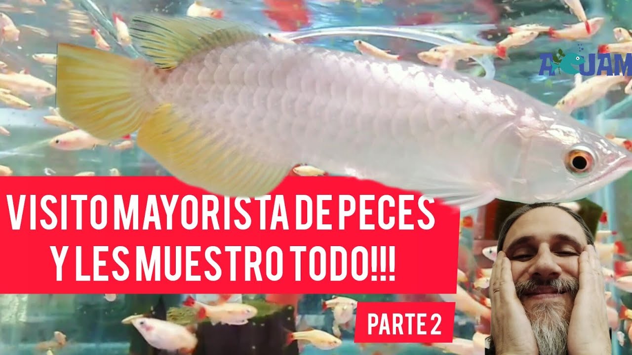 Un día cualquiera en Acuamanus #29
