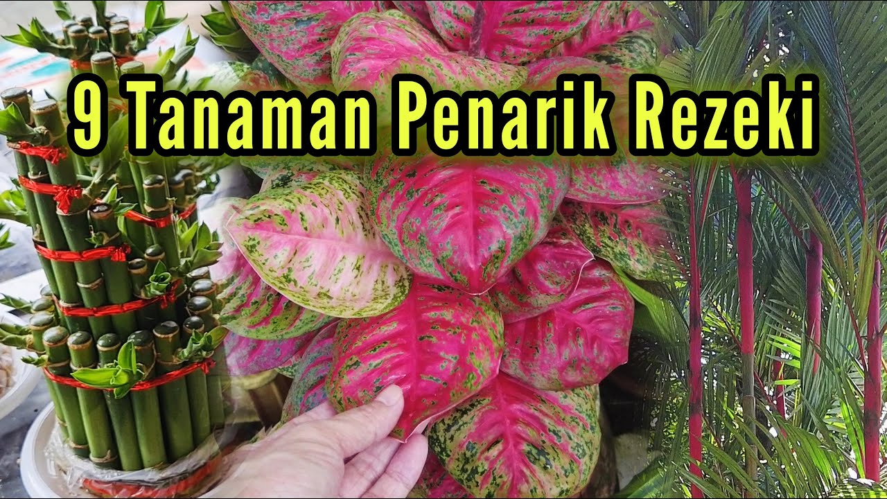 Wajib Punya !! Inilah 9 Tanaman Hias Pembawa Keberuntungan Dan Penarik Rezeki