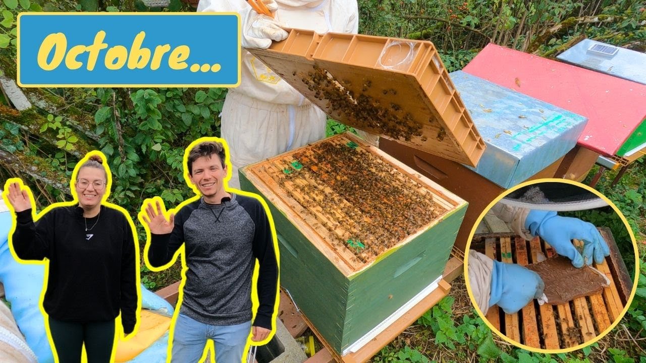 VISITE ET SUIVI DES RUCHES EN OCTOBRE 2024 - Il faut rester accroché avec cette année terrible...