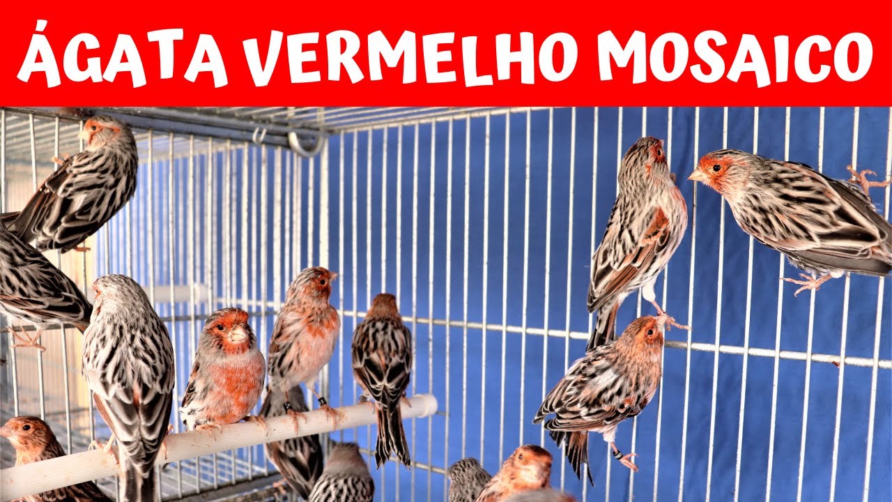 CANÁRIO ÁGATA VERMELHO MOSAICO