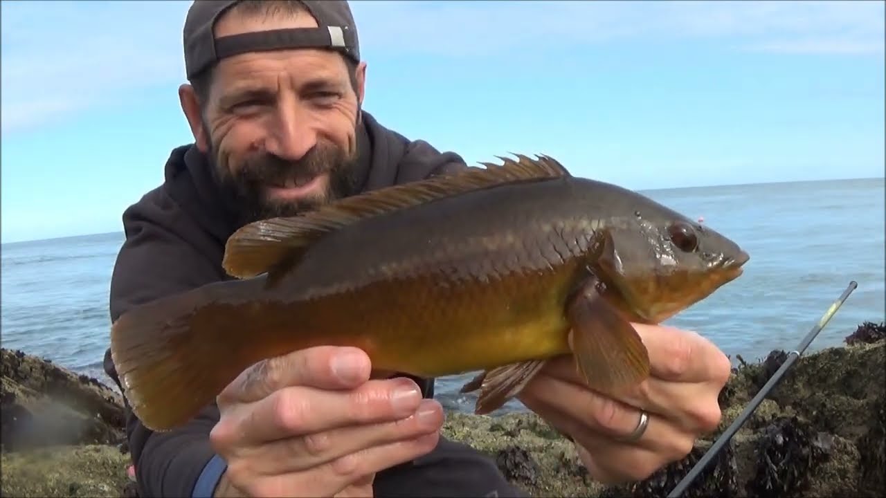WRASSE FISHING with PRAWNS - Anglesey, North Wales
