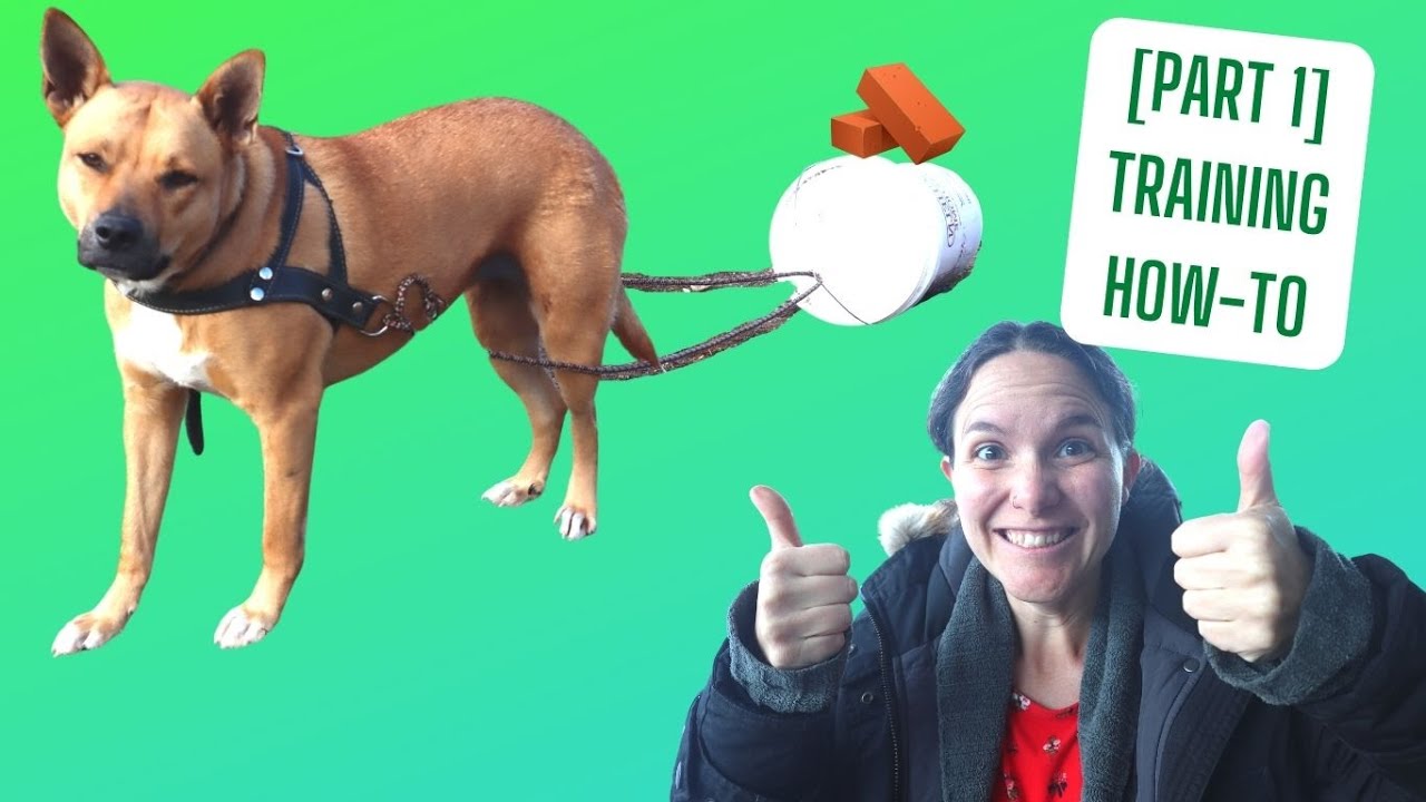 HOW-TO: TRAIN YOUR DOG to Pull a DOG CART