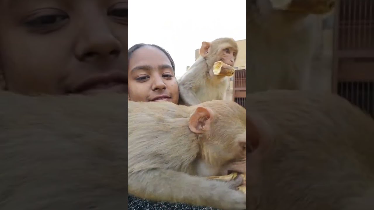 Live 02/02/26 शाम वानर सेना प्रसादी-2 #monkey #shortvideo #video #animals #happy #love #