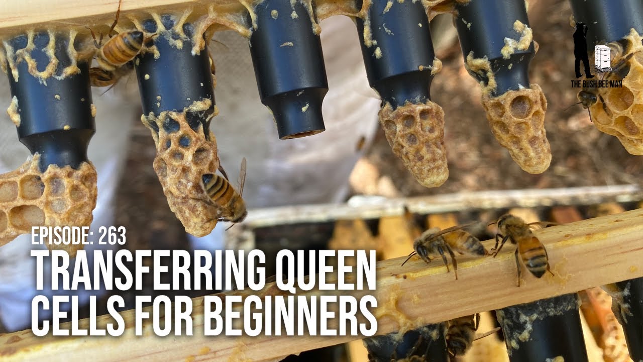 Transferring Queen Cells & How to Make a Queen Bee: Queen Rearing Steps (Part 3) | The Bush Bee Man