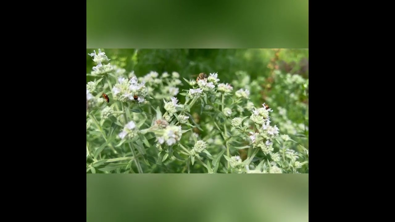 Insects on Flowers in NE