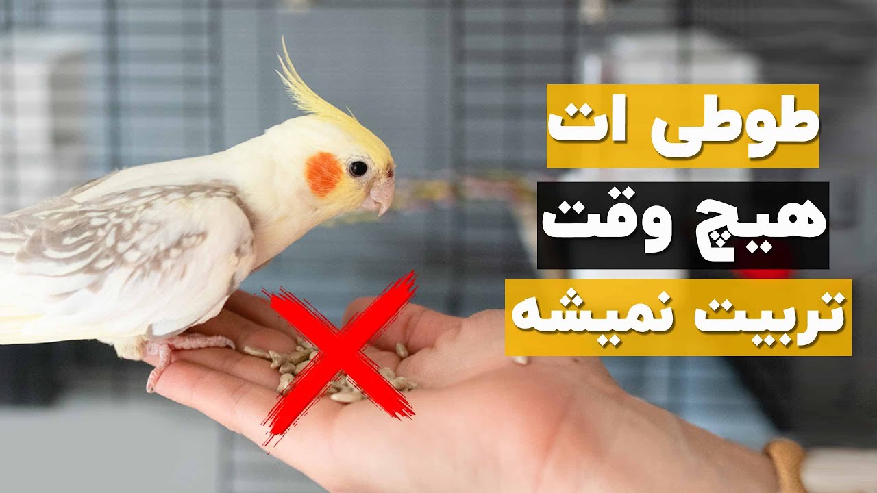 اشتباهات مهم تربیت طوطی که همتون انجام میدین!!🙄