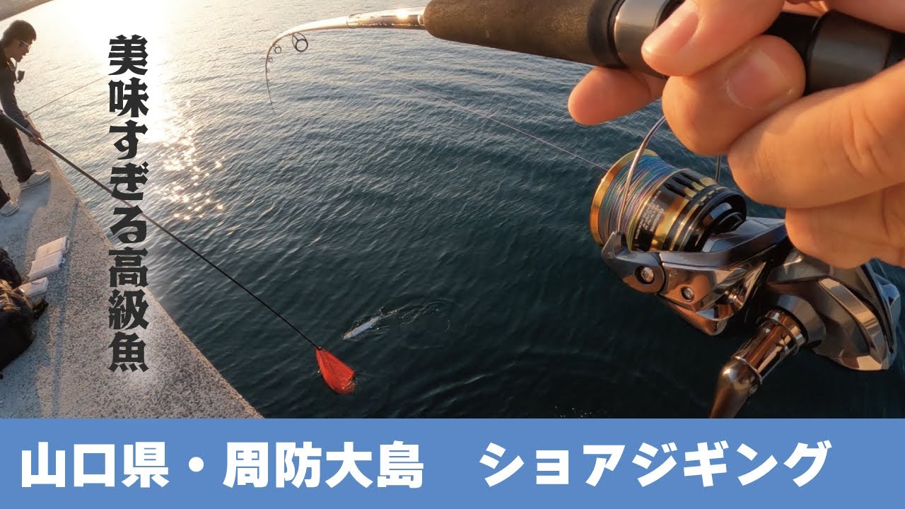 こんなに美味しい魚を何故今まで釣らなかったのか！山口県の周防大島でショアジギングしたら大型高級魚が釣れちまった。