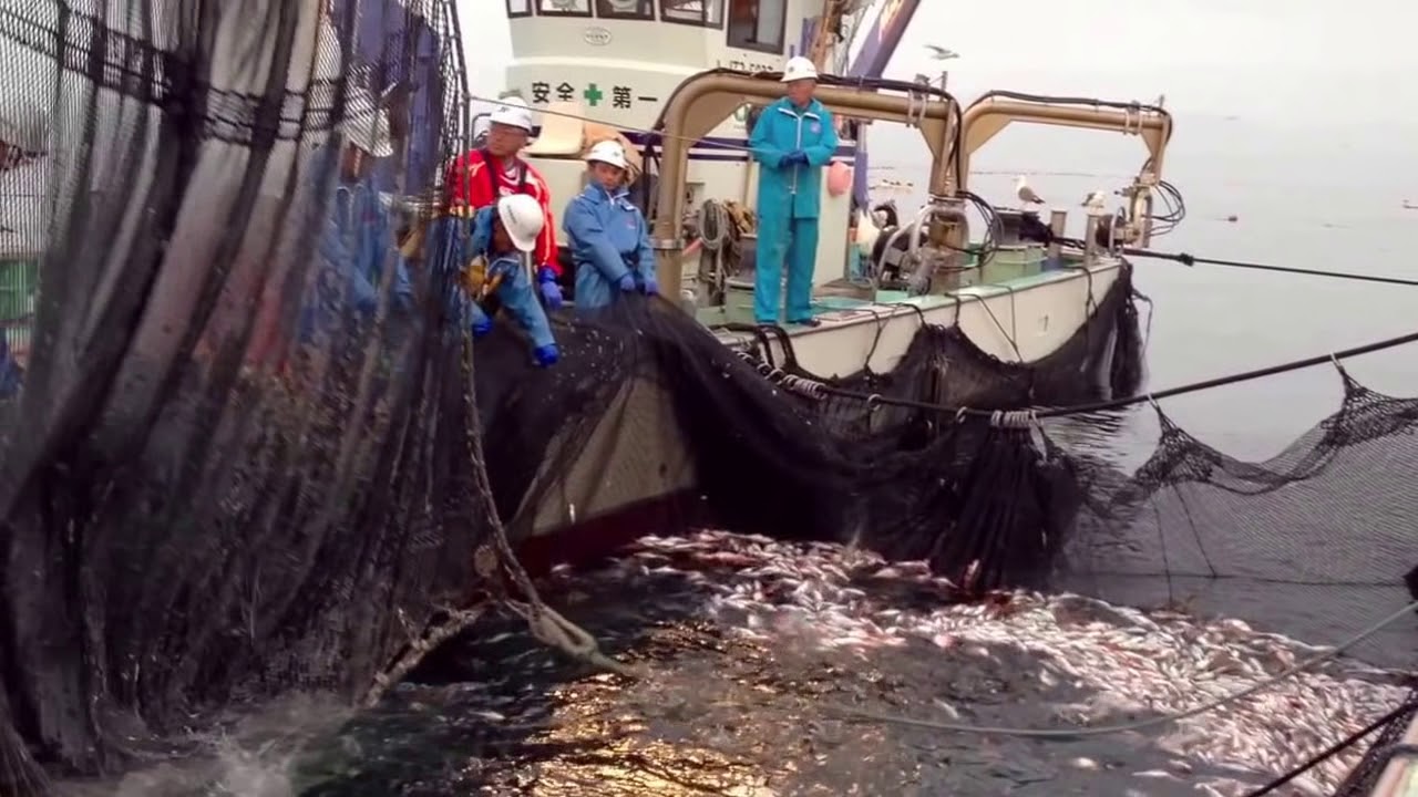 定置網漁の様子 Fixed net fishery in Japan