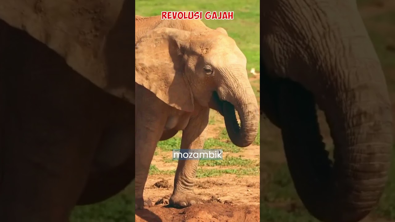 Revolusi gajah betina afrika yang memilih hidup tanpa gading #gajah #revolusi #elephant #gading