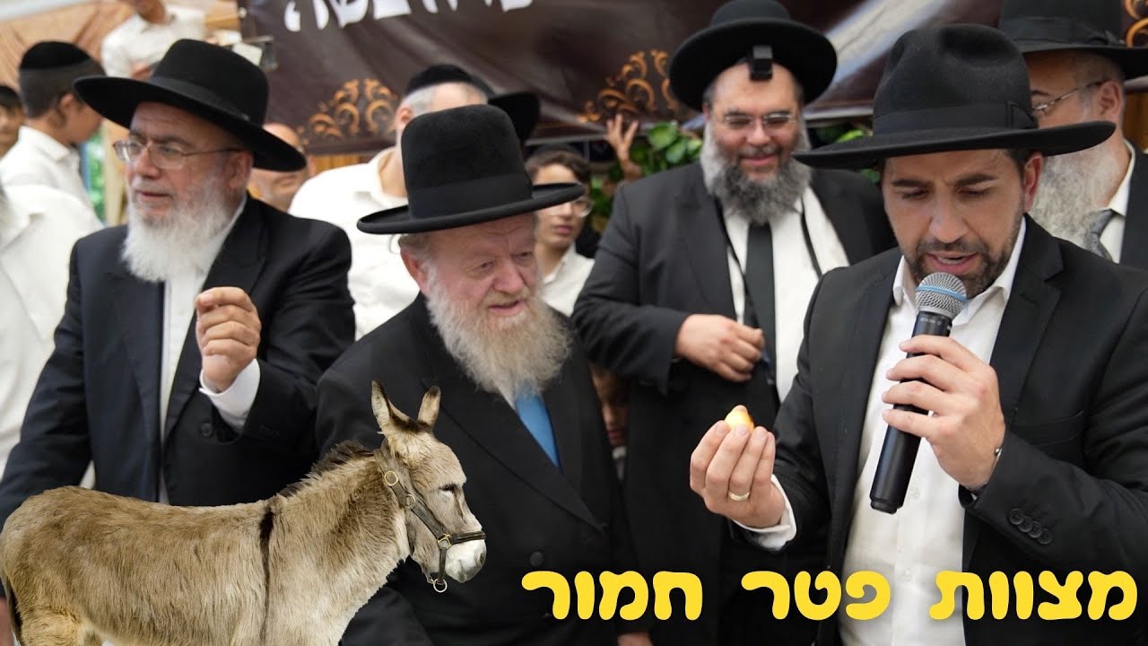 נדיר במיוחד! - מצוות פטר חמור | הרב יוסף צ. בן פורת