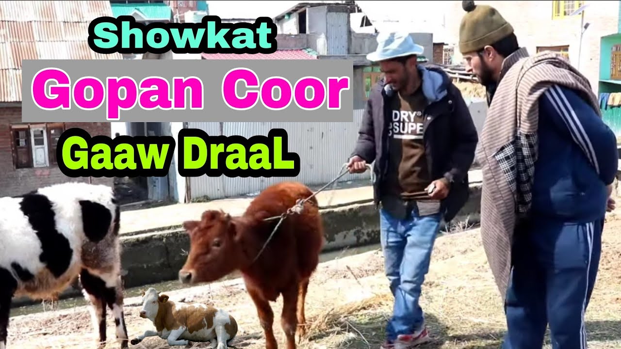 GUPAN CHOOR || SHOWKAT KALKHARAAB ||