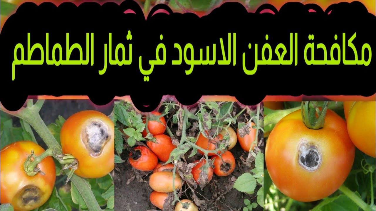 العفن الاسود في الطماطم حصريا علي قناة الزواوي الزراعية