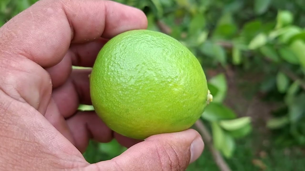 Frutinha de Leite - Horto-Bom