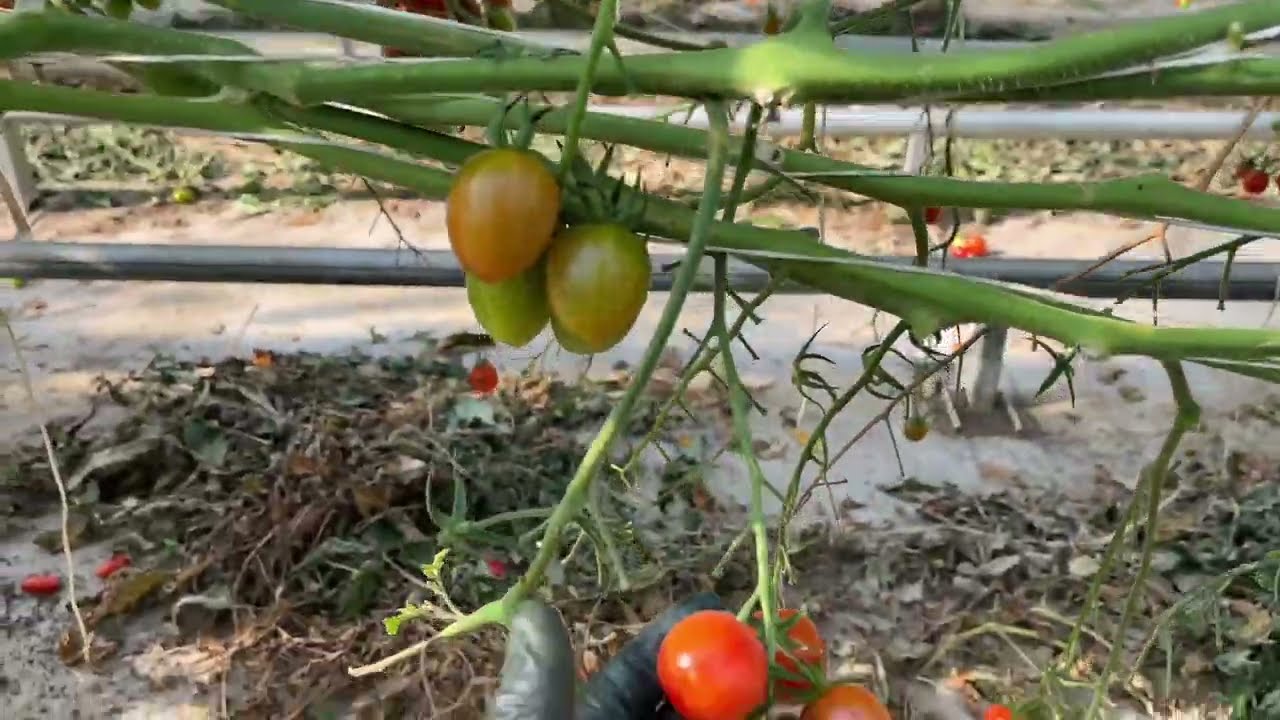 ផ្ទះគេស្រួលធ្វើម្យ៉ាង#tomato