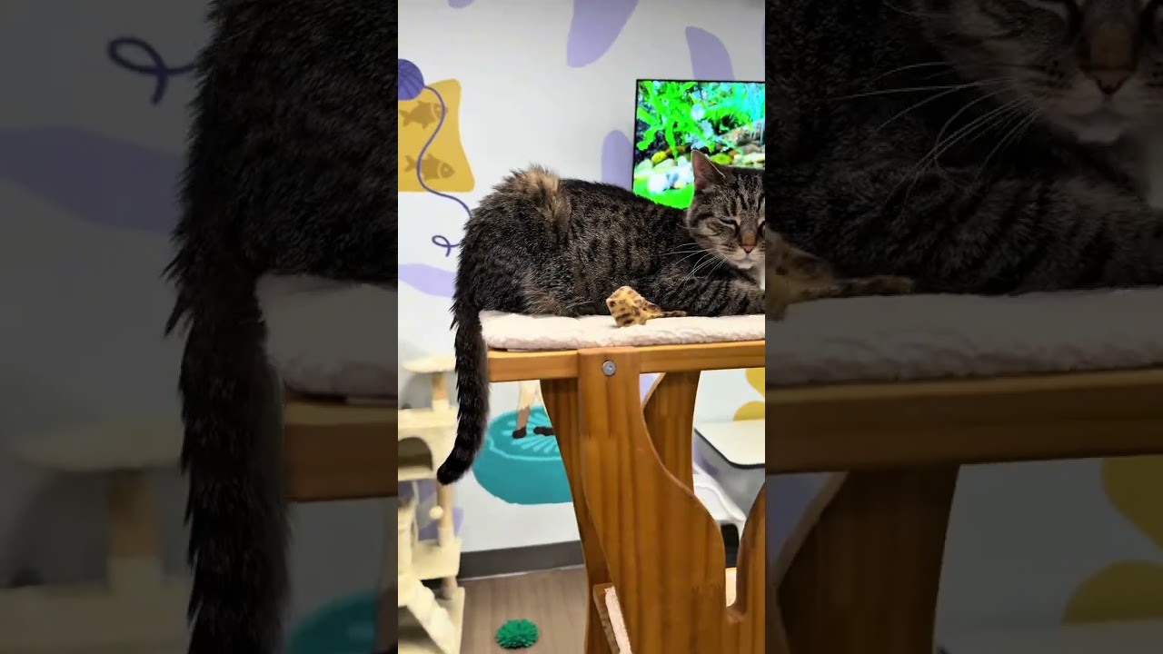 Hot blonde goes to Kitty Brew Cat Cafe in mason ohio #cincinnati #Ohio #cat #hiddengems
