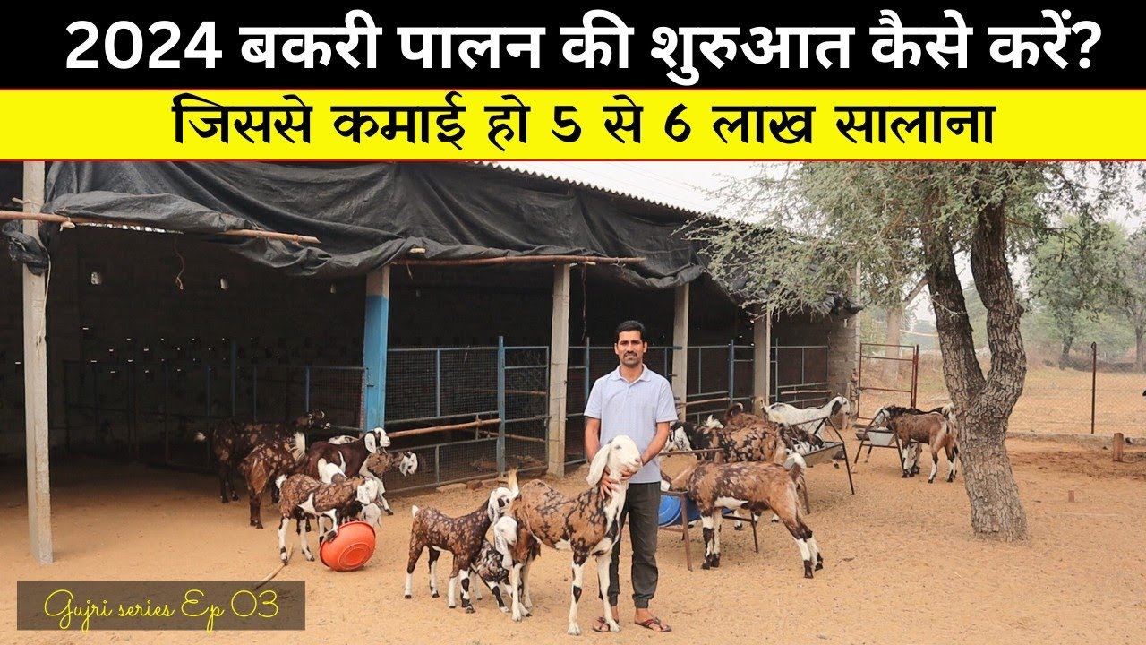 बकरी फार्म की शुरुआत कैसे करें जिससे कमाई हो 5-6 लाख सालाना | How to start a profitable goat farm