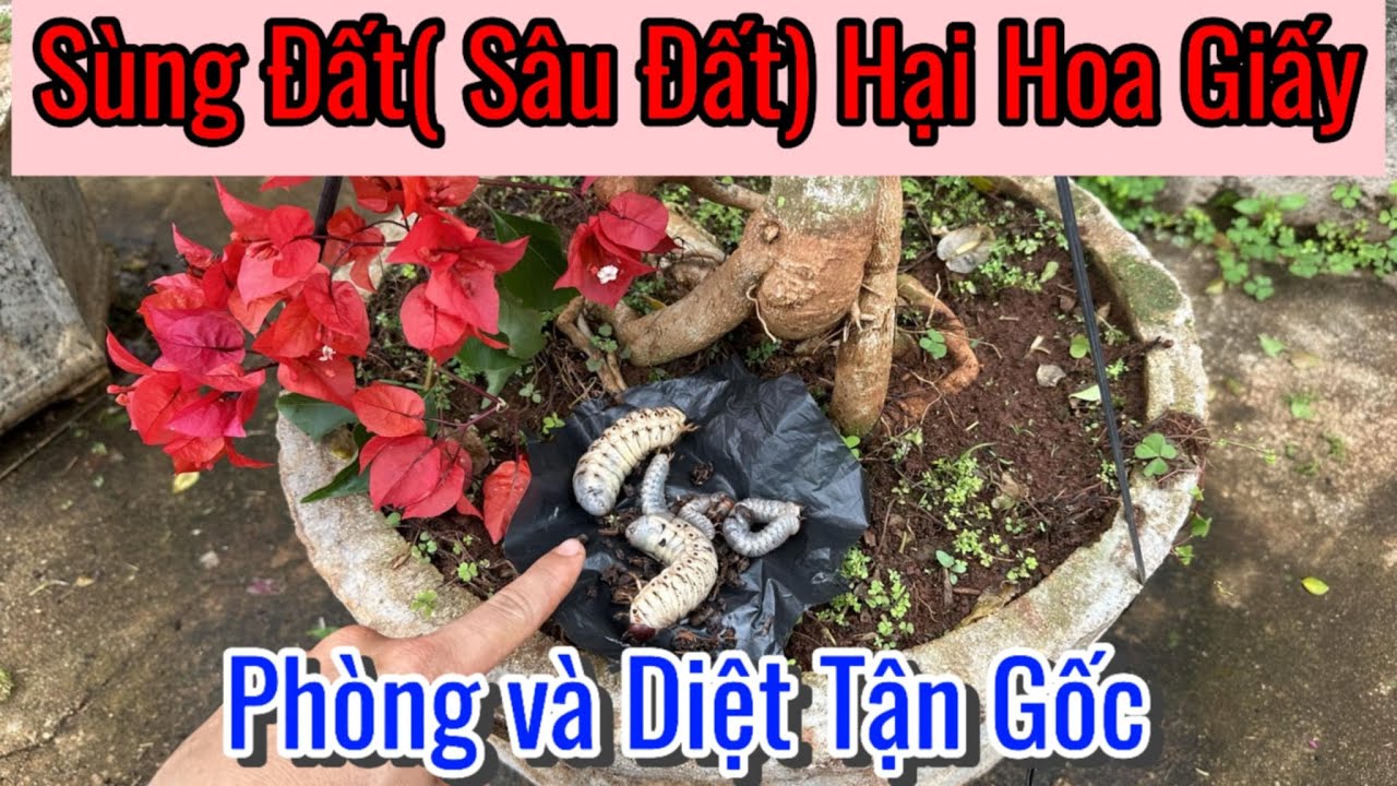 Phòng và Tiêu Diệt tận gốc Sùng Đất( Sâu Đất) hại Hoa Giấy và cây trồng.