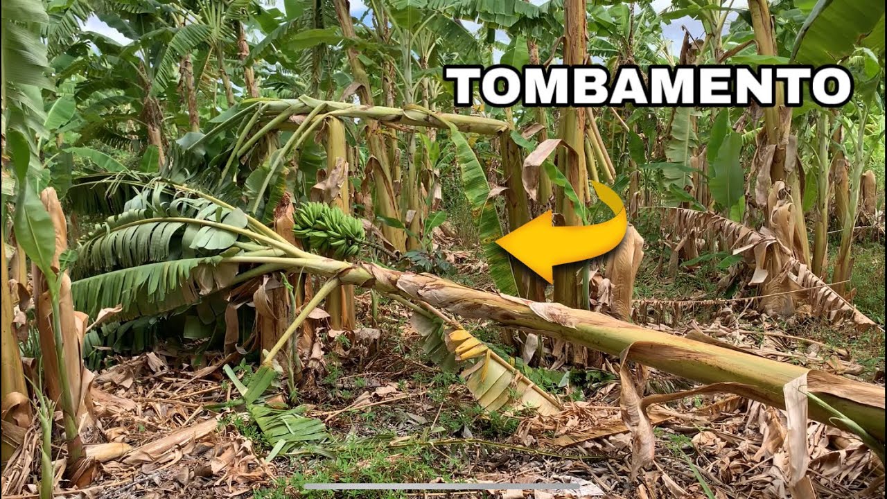 BANANA PRATA-PACOVÃ TOMBANDO MUITO, É SINAL DE PREJUÍZO