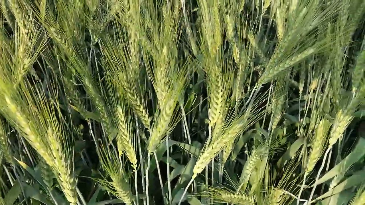🌾धान के खेतों के लिए Hi 1650 गेहूं की वैरायटी नंबर वन💯