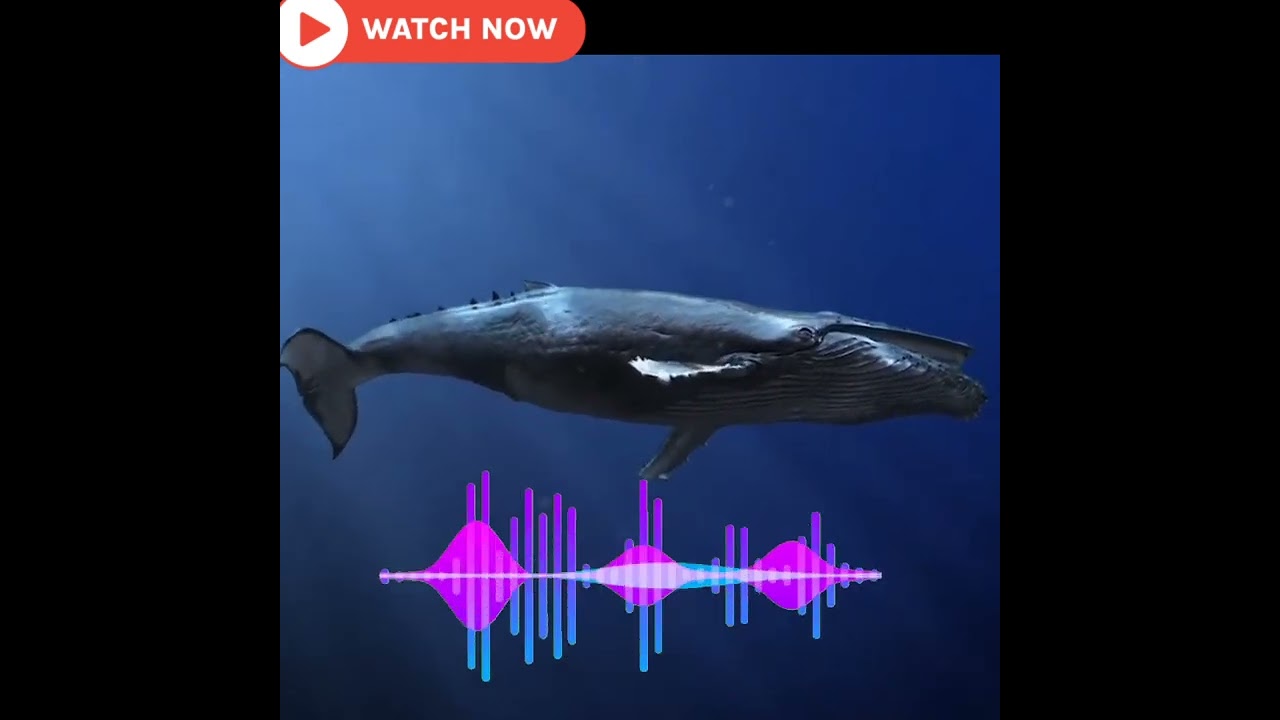 blue whale 