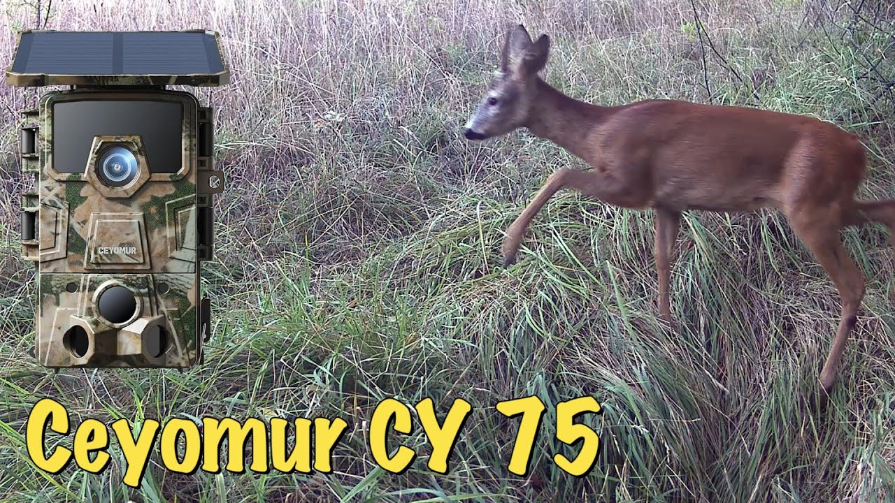 Ceyomur CY75 – Fototrappola 4K con WiFi e pannello solare | Recensione completa.