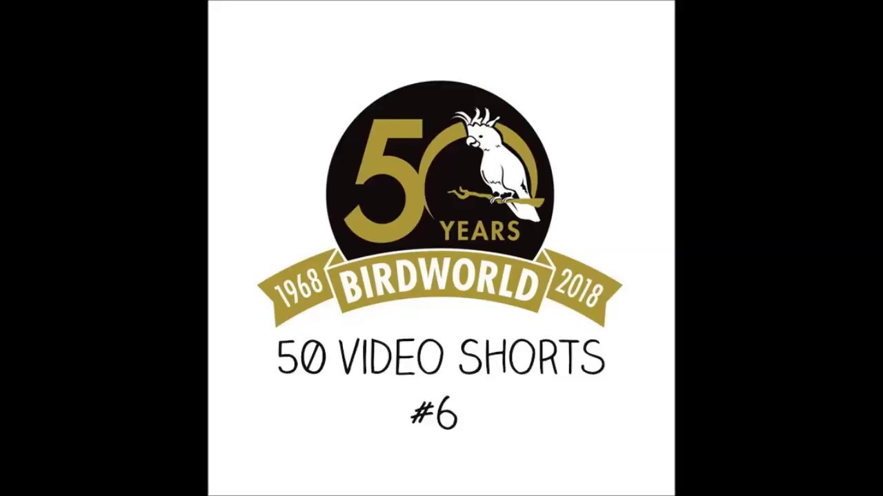 Birdworld Video Shorts - World Penguin Day