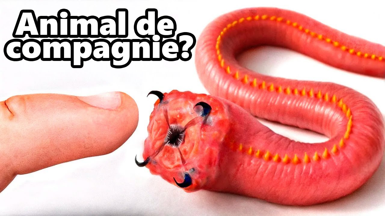 J’ai un Ver de Vase Comme Animal de Compagnie (Oui, Vraiment)
