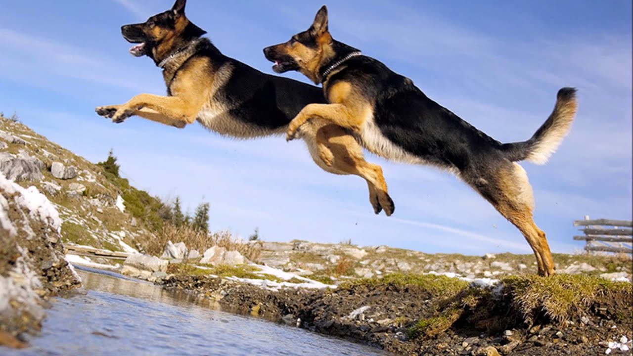 German Shepherd Tribute