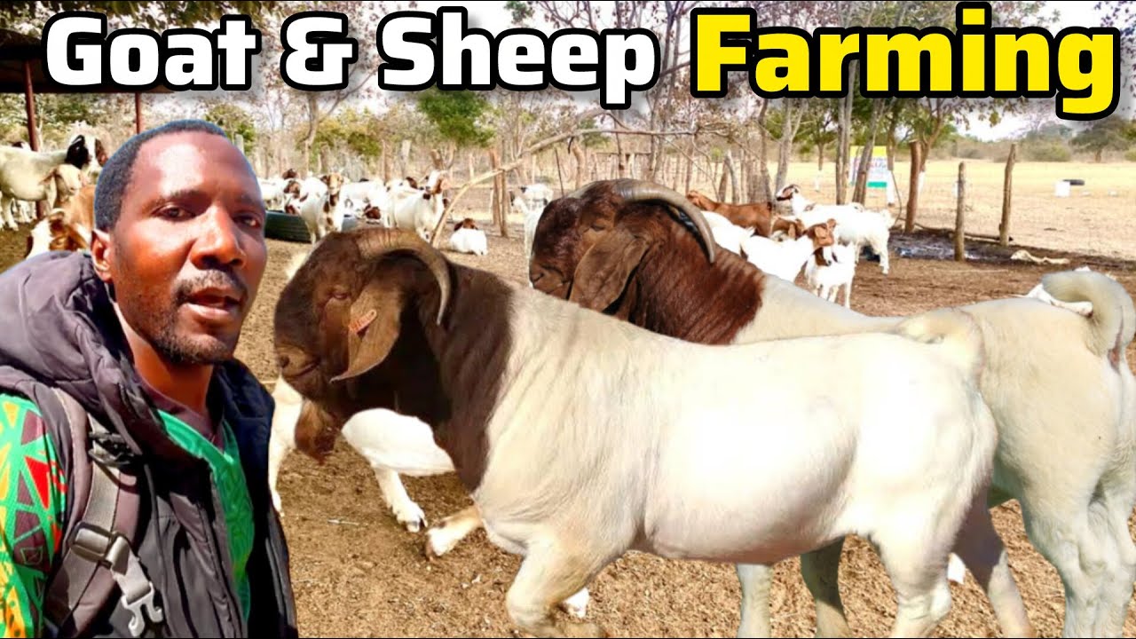 The cost of starting a profitable GOAT farming business