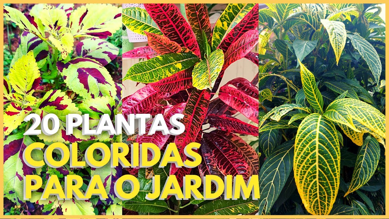 20 PLANTAS COM FOLHAGENS LINDAS PARA COLORIR O SEU JARDIM MESMO SEM FLORES