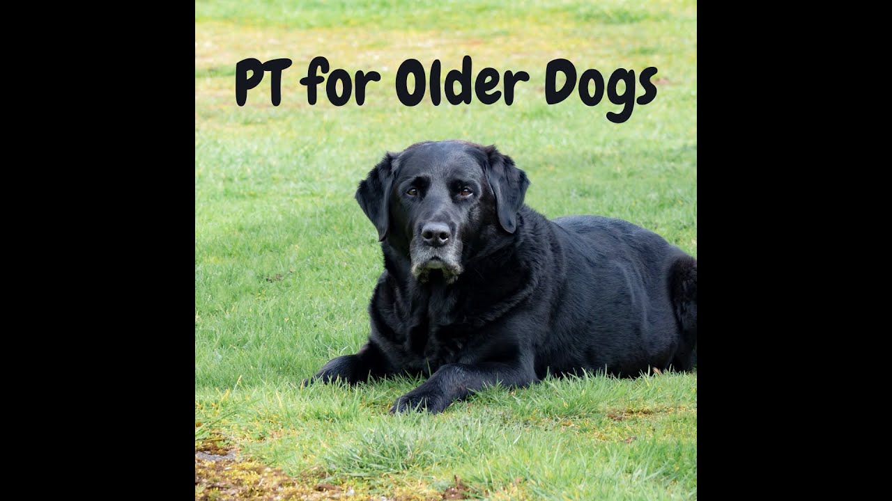 Physical therapy for senior dogs