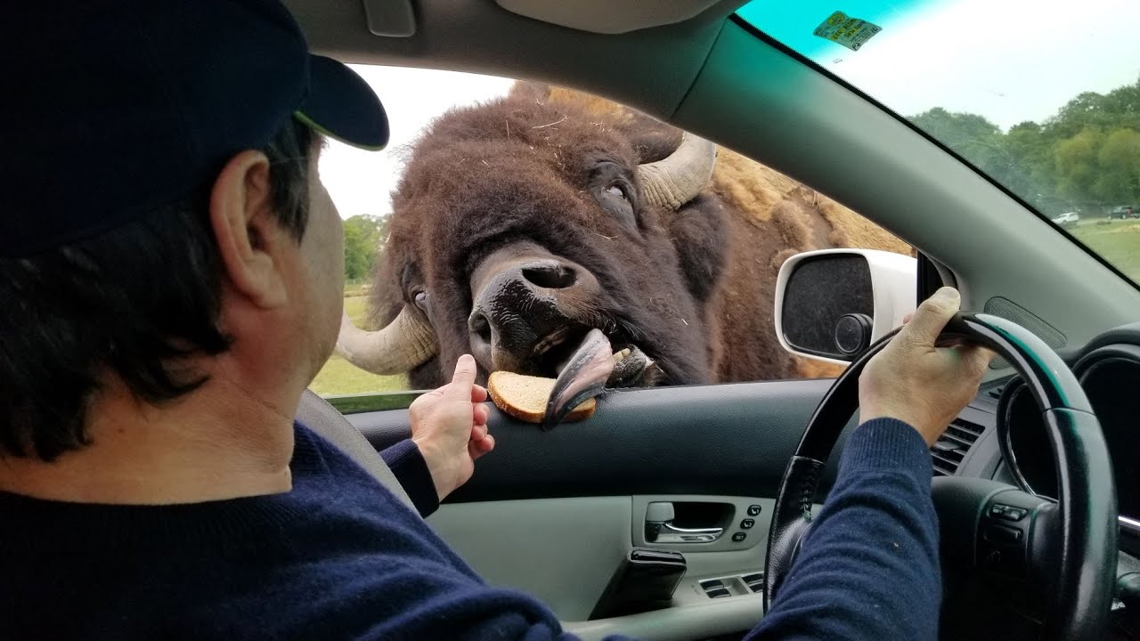 Olympic Game Farm, Sequim, WA / Family friendly drive-through wildlife experience
