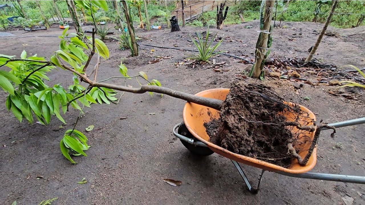 Plantando manga, e fazendo enxerto