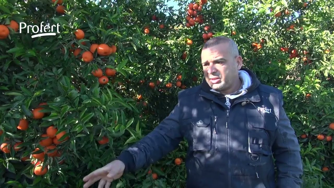 Programme Profert sur Agrumes
