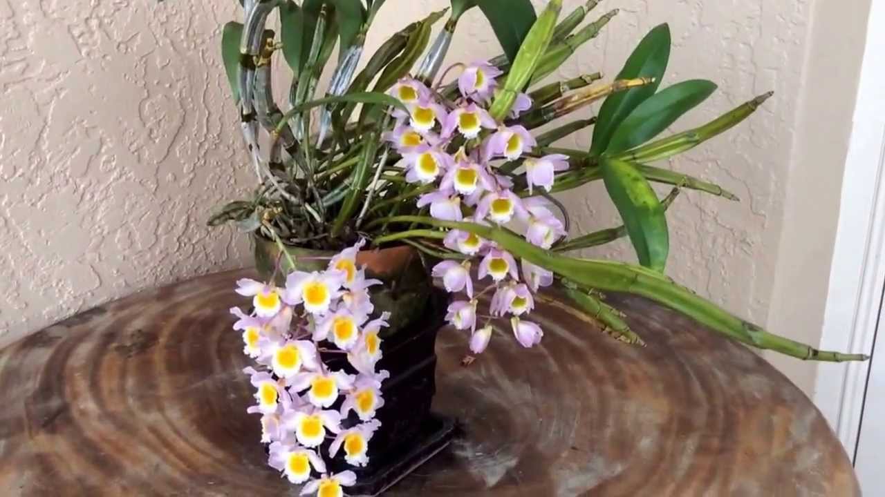 Dendrobium Farmeri, Pink.