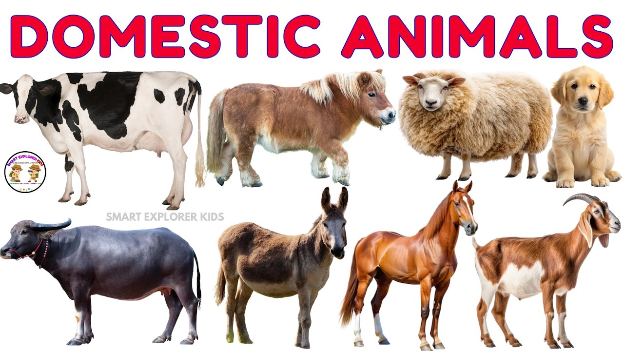 Domestic Animals  | Types of Farm & Pet Animal Names with Sounds | Animals for Kids